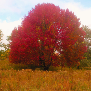 Autumn_at_the_Arboretum_2.png