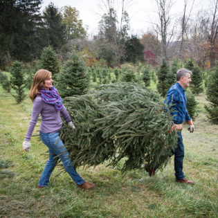 Christmas tree farm