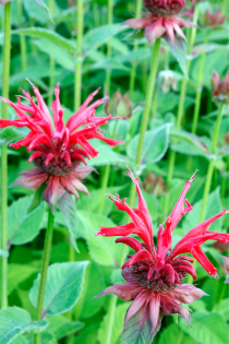 Bee Balm