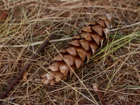 Pine Cone