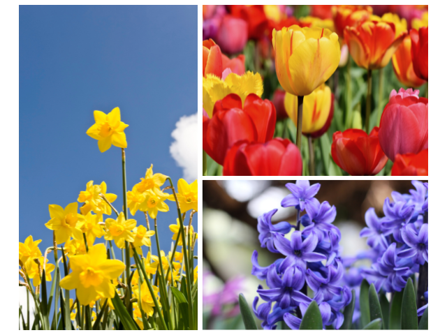 Spring Blooms from Last Season's Fall Bulbs