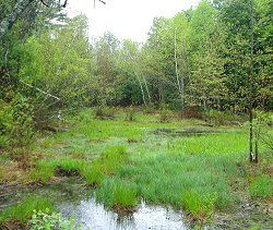 Vernal Pool