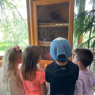 viles arboretum observation beehive