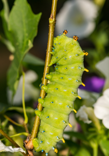 cecropia moth caterpillar