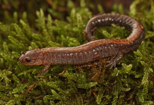 red backed salamander