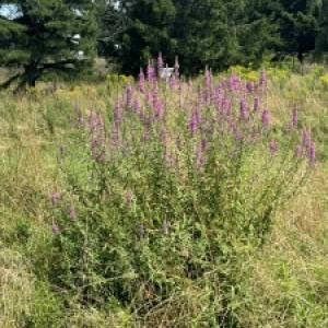 Purple Loosestrife: A Guide to Identification & Control